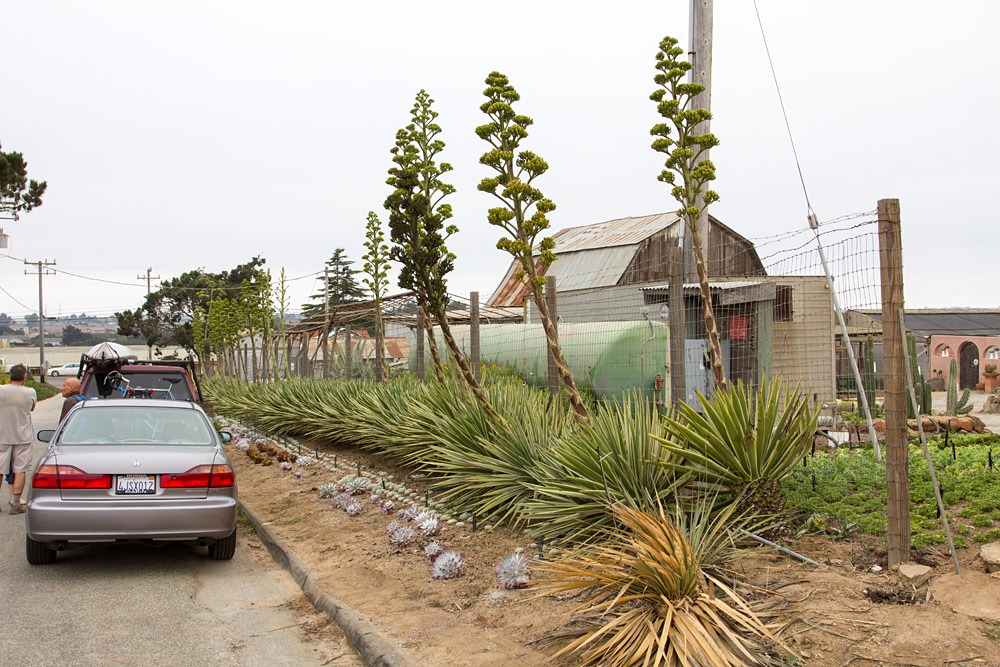 [120928_SucculentGardens_Agave-sisalana-variegata%255B2%255D.jpg]