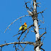 Western.tanager.dscn4715