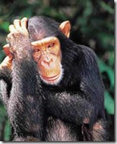 monos piensan blogdeimagenes (6)