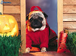 Helloween Puppy