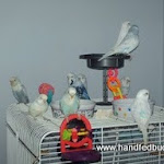 My flock Flock 9-2006.jpg