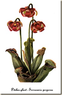 Sarracenia purpurea Sarracenia purpurea