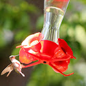 Ruby-Throated Hummingbird