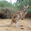 Perth Zoo, augusti 2003