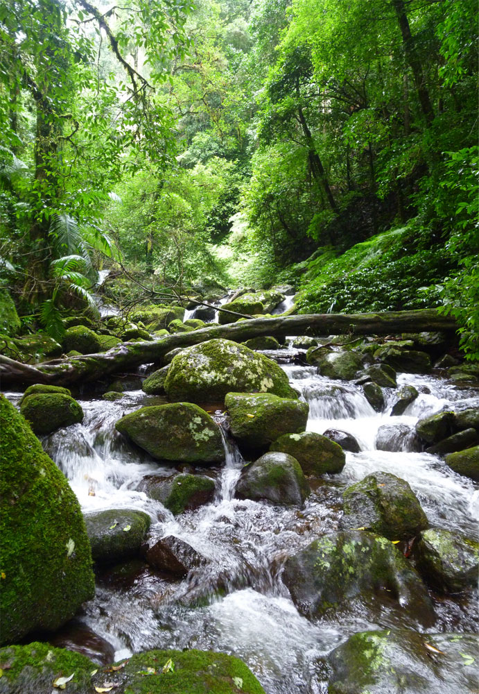 Toolona Creek and Mount Wanungra, O’Reilly’s