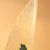 Object: 19225 - Aurore - 59 x 34 cm - € 1995.=