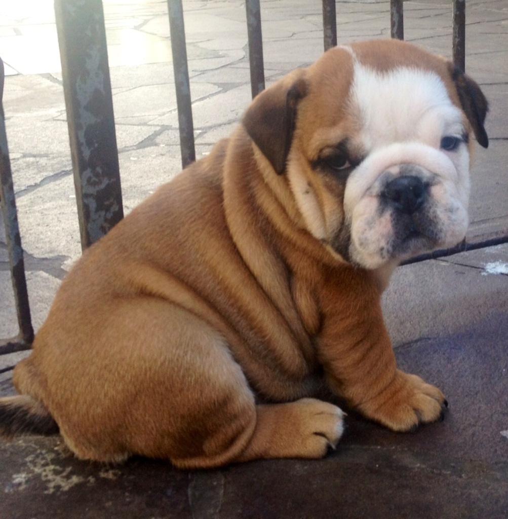 Bulldog Puppies Thumbgal