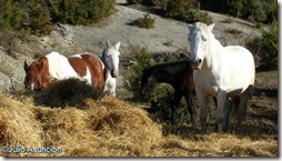 Caballos - Ruta San Pedro de Usún