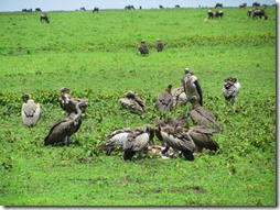 vultures on carcass