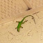 Green anole