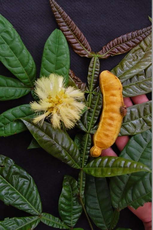 [Inga%2520congesta%255B3%255D.jpg]