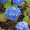 Hydrangea 