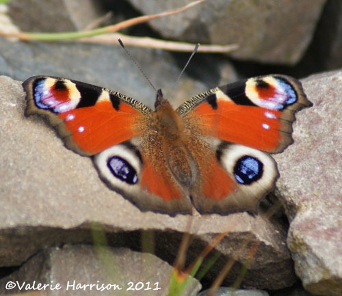[peacock-butterfly%255B2%255D.jpg]