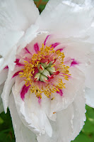 2014 április 26 Kámoni arborétum Paeonia suffruticosa 18 (1).jpg