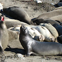Elephant Seals