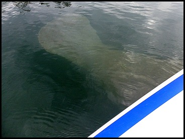 09e - Manatee 09e - Manatee