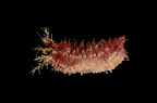 Plesiocolochirus, Papua New Guinea
