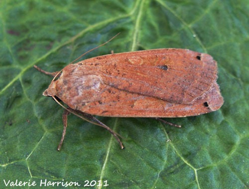 [large-yellow-underwing-22.jpg]