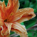 Daylily