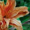 Daylily