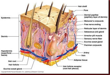 Inside hair follicle