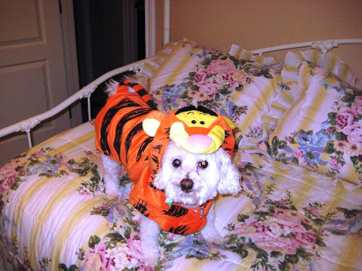 Camillia and her husband, Don, first fostered, then adopted Sir Lancelot (here as Tigger) three years ago after he, too, had been used for eight years and then abandoned to a shelter by a different puppy mill. Camillia and her husband, Don, first fostered, then adopted Sir Lancelot (here as Tigger) three years ago after he, too, had been used for eight years and then abandoned to a shelter by a different puppy mill.