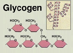 GLYCOGEN GLYCOGEN