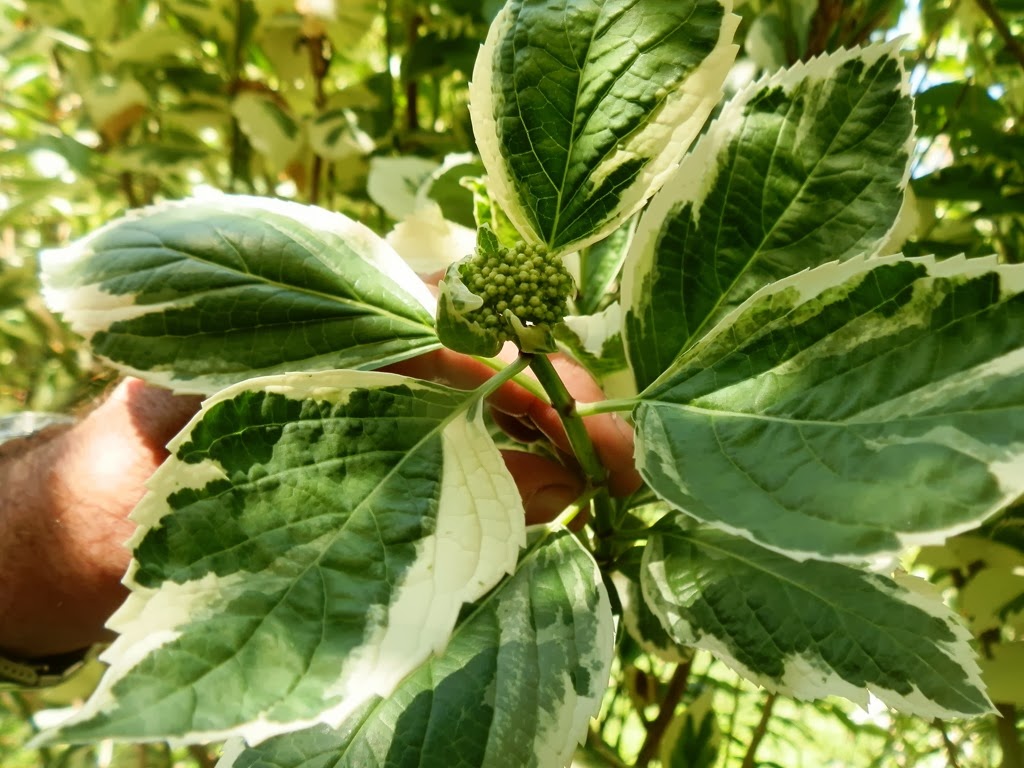 [PA100139%255B3%255D.jpg]