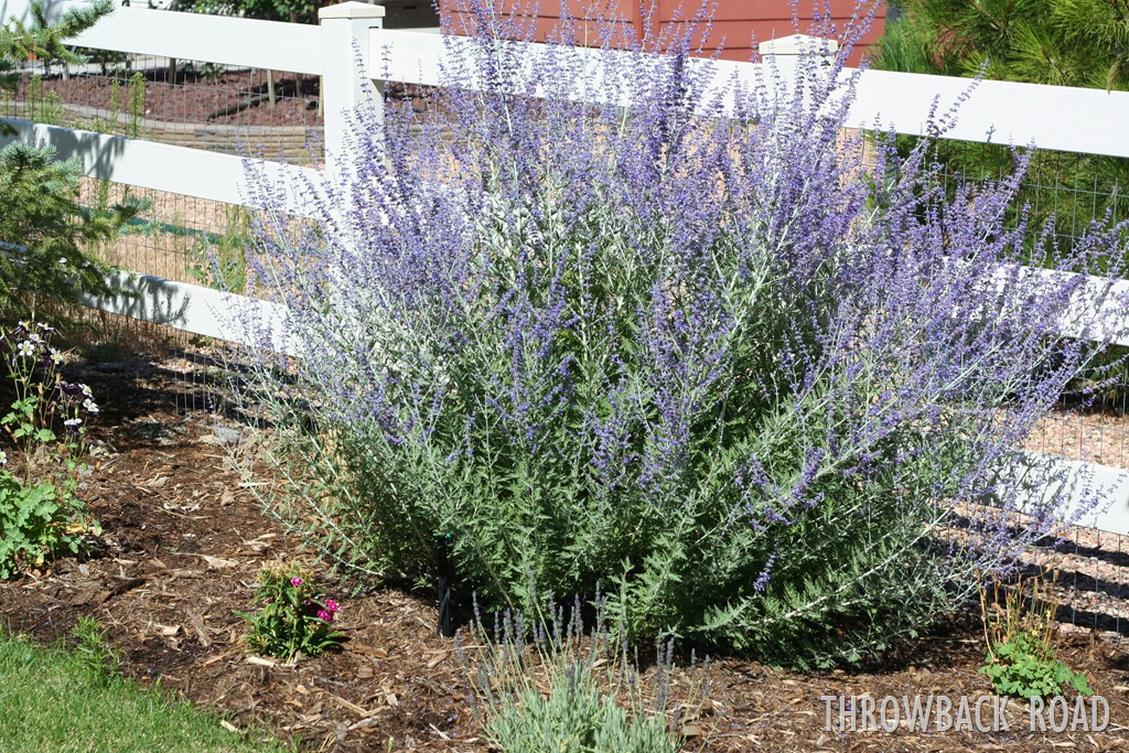 [garden%2520walk%2520July%252017%2520054%255B7%255D.jpg]