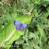 Lycaenidae%25252c%252520heliophorus%252520bakeri%25252c%252520western%252520blue%252520sapphire