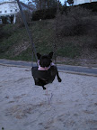 How do you like to go up in a swing,
Up in the air so blue?
Oh, I do think it the pleasantest thing
Ever a doggy can do!
