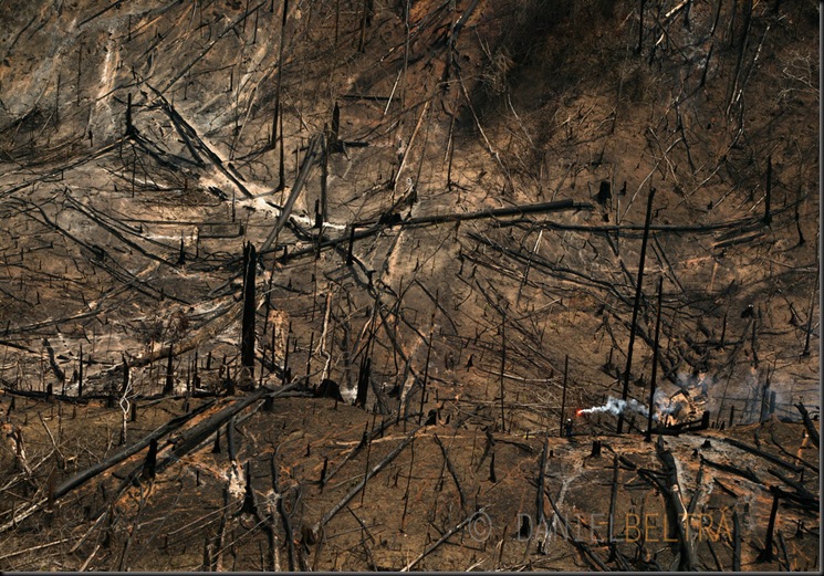 After extracting the most valuable species, the forest is burned to plant soy or raise cattle, Porto de Moz, Para State, Brazil, November 29, 2003.