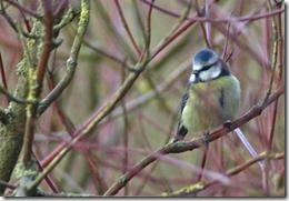 BLUE TIT