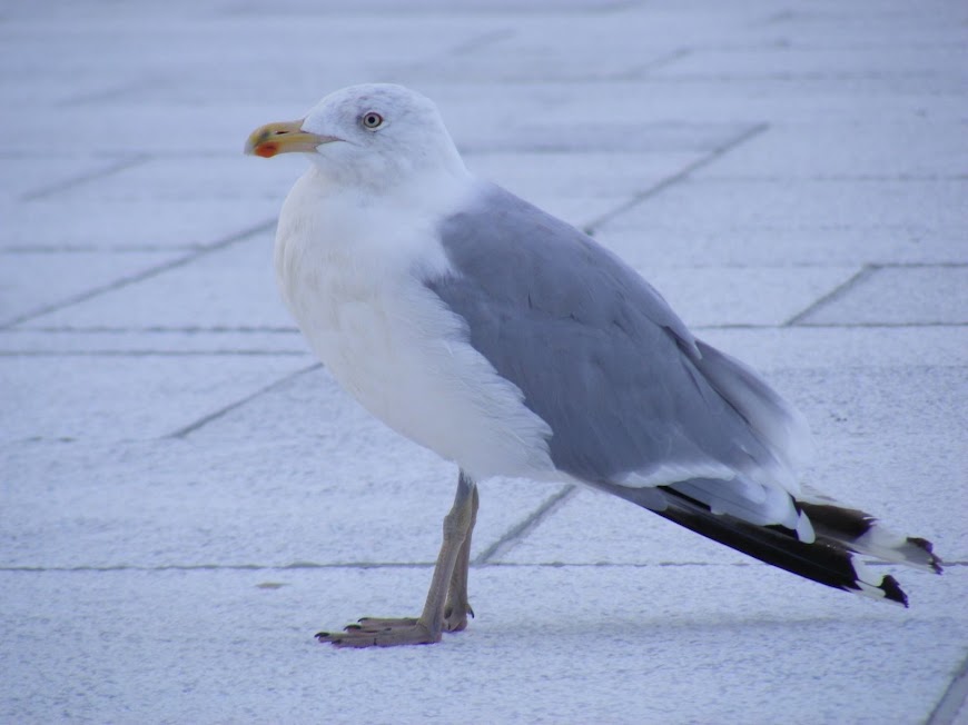 DSCF6726.JPG