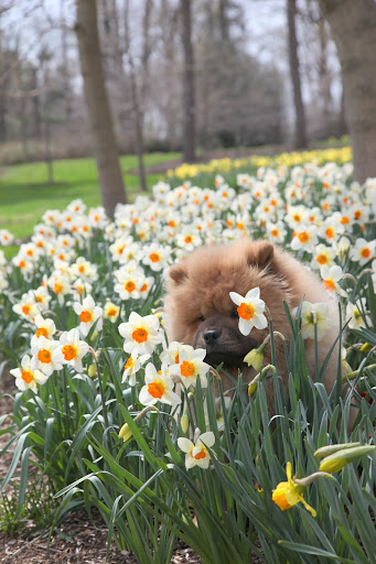 Martha's daffodil border is so impressive.