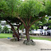 Relaxing view of trees and white sand at Camp Holiday