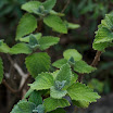 Plectranthus graveolens.jpg