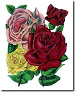 rosescatalog-graphicsfairy008