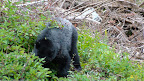 glacier_national_park_-_2009
