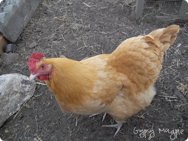 Buff Orpington