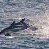 Atlantic white-sided dolphins