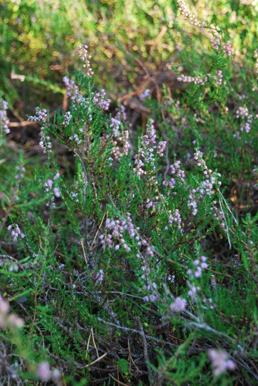 [Tur%2520i%2520skogen%2520sept%252011%2520077%255B5%255D.jpg]