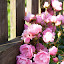 IMG_1057 IMG_1057