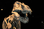 T-rex at the Royal Tyrrell Museum