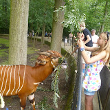 Album weergeven