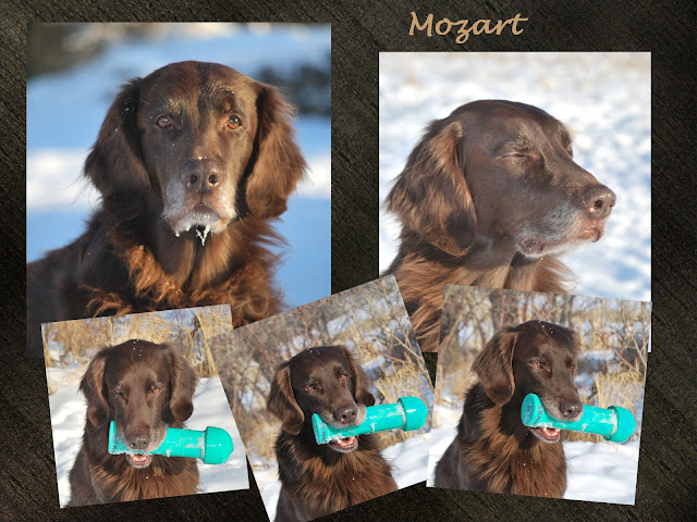 Mozart2 Mozart2