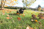 Playing in Autumn Leaves