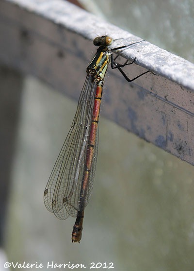 [large-red-damselfly%255B2%255D.jpg]