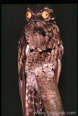 [Potoo%255B2%255D.jpg]