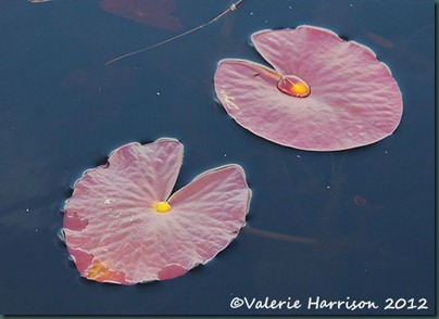 10-lily-pads